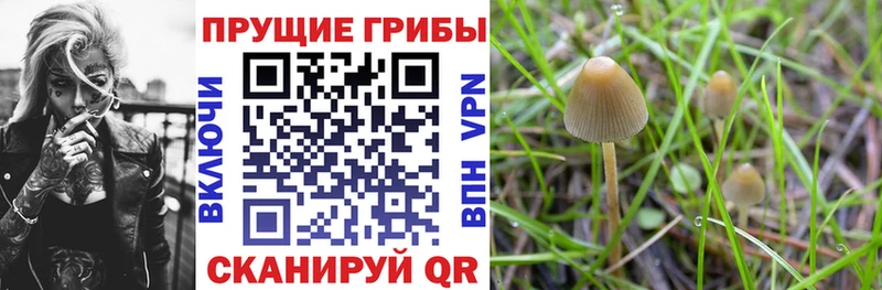 Купить закладки  Нерчинск  Псилоцибиновые грибы MAGIC MUSHROOMS 